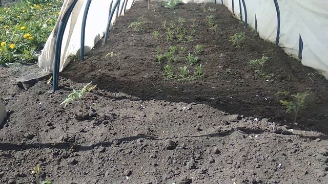 Как посадить ПЕРЕЦ в парник? Лёгкий способ удобрения КЛУБНИКИ.