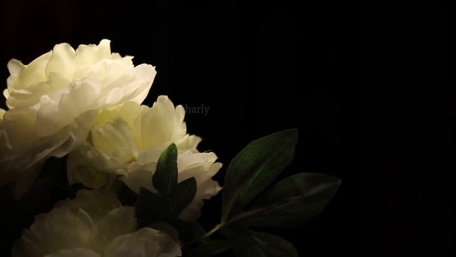 Flower With Black Background