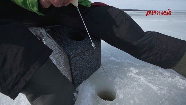 Плотва со льда на муравья и козу. Ловля мирных рыб смотреть онлайн