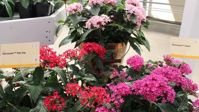 New Pentas from Syngenta смотреть онлайн