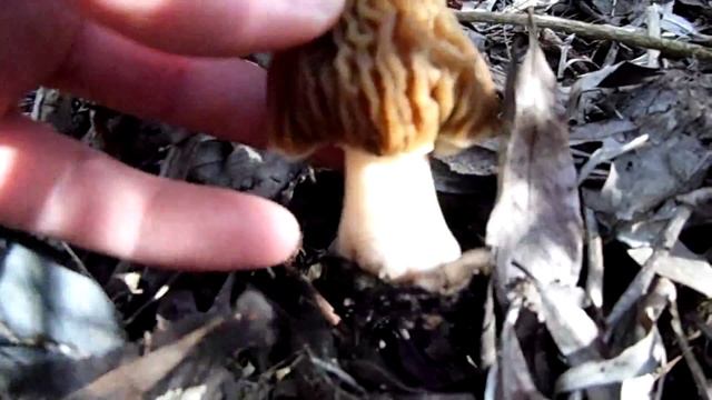 Cseh kucsmagomba, Early morel, Böhmische Verpel, Verpa bohemica 2014 part3 смотреть онлайн