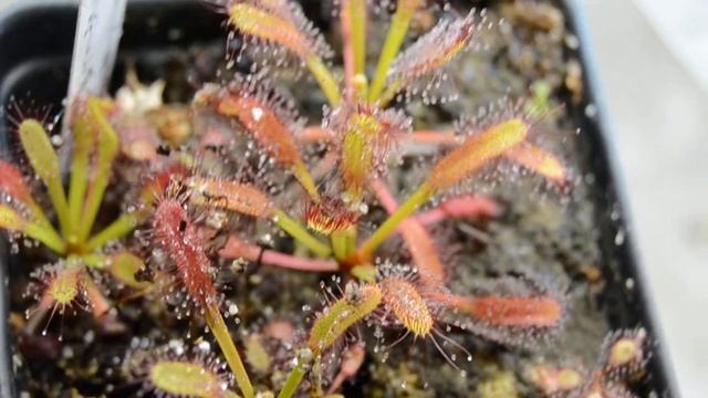 Drosera Capensis 
