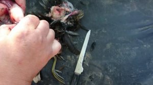 Как разделать птицу быстро без ощипывания и потрошения