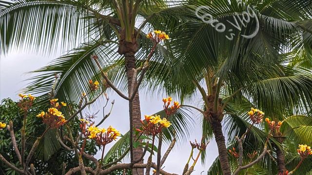 Tropical Flowers in Outriggers Kona Resort Parking Lot смотреть онлайн