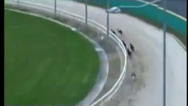 IGB - THE GREYHOUND-DATA.COM S8/S9 SPRINT 13/04/2019 Race 2 - Lifford смотреть онлайн
