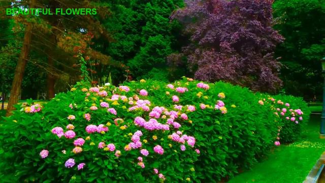 Beautiful and colorful hydrangea flower смотреть онлайн