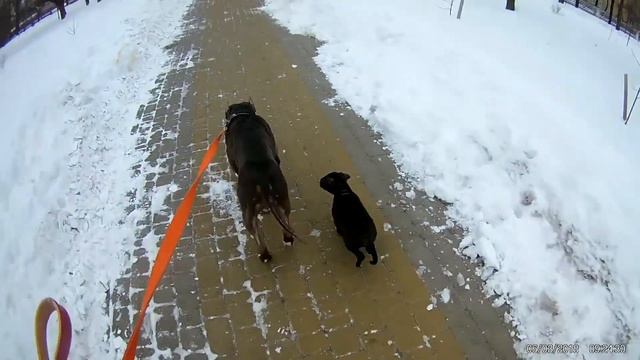 #питбуль#pitbull#pit#APBT#Game Dog#Brave Gladiator knl смотреть онлайн
