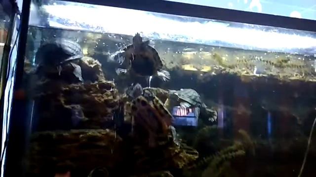 БАР РУСАЛОЧКА на жд вокзале Минска смотреть онлайн