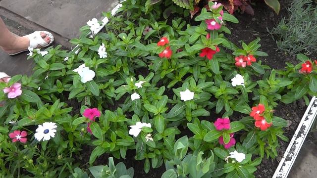 ПЕТУНИИ ЧАСТЬ1 смотреть онлайн