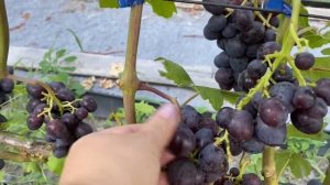 Виноград Подарок Несветая- ранняя бомба!