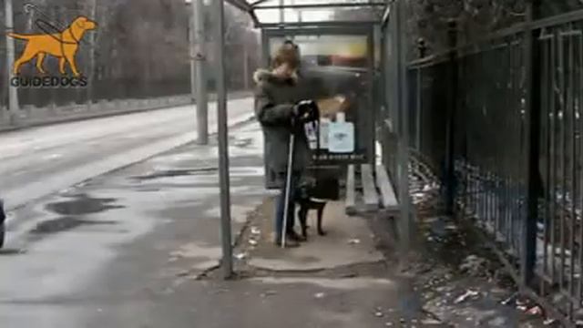 GUIDEDOGS RUSSIA смотреть онлайн