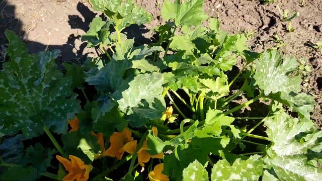 САД И ОГОРОД... смотреть онлайн