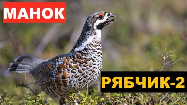 ?ГОЛОС (МАНОК) РЯБЧИК 2 смотреть онлайн