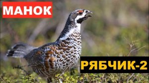 ?ГОЛОС (МАНОК) РЯБЧИК 2