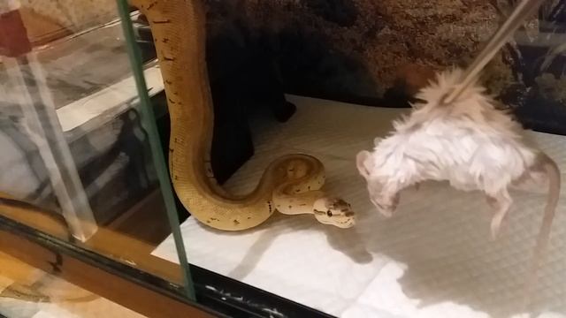 Super blast ball python feeding 13/2/2017 смотреть онлайн