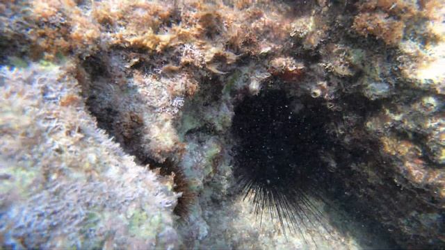 Морские ежи и рыбки около подводных скал смотреть онлайн