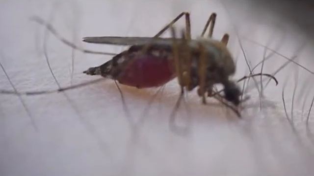 Кормление комара смотреть онлайн