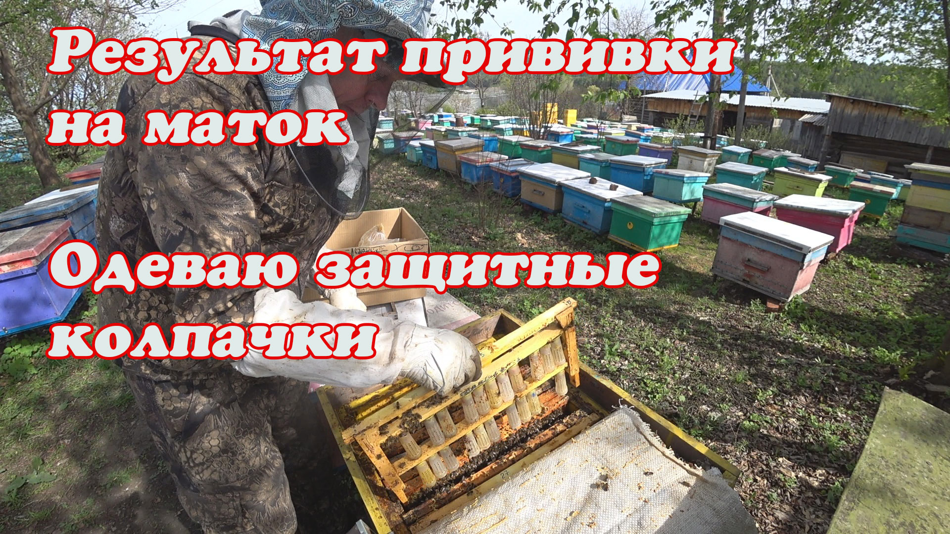 РЕЗУЛЬТАТ ПРИВИВКИ НА МАТОК, ОДЕВАЮ ЗАЩИТНЫЕ КОЛПАЧКИ НА МАТОЧНИКИ. смотреть онлайн