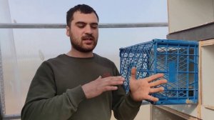 как быстро с поровать голубей. (pigeons)