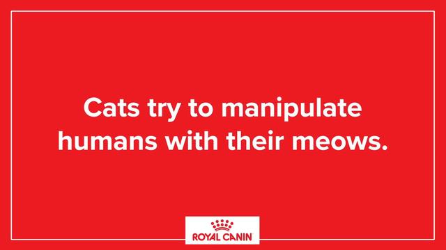 Cat People Guess Cat Facts // Presented By Royal Canin® смотреть онлайн