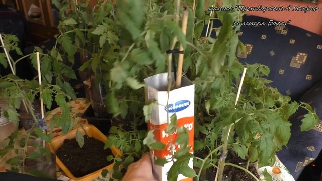 Высокие томаты станут низкими если нарастить корни на стволе смотреть онлайн