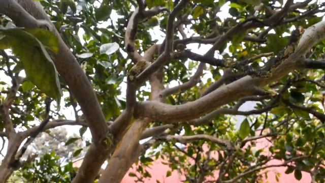 Hawaiian Edible Mushroom Foraging - Wood Ear, Pepeiao смотреть онлайн