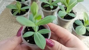 Прищипка Эустомы нужна или нет.