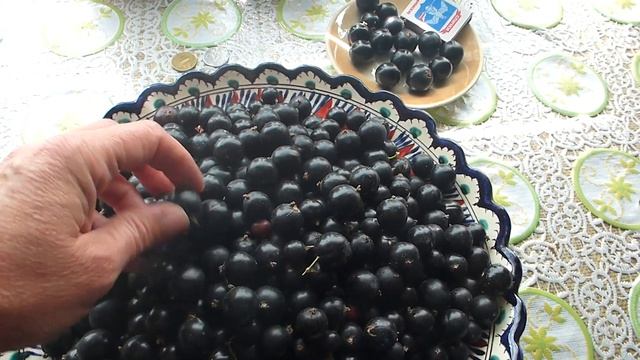 Лучший сорт черной смородины - это ГФ   6-14-145 !