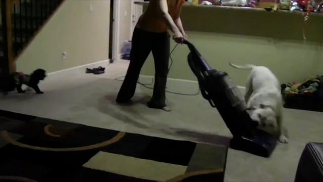 Собаки против пылесоса. Подборка Топ 7 смотреть онлайн