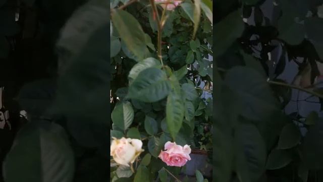 Роза Цезарь смотреть онлайн