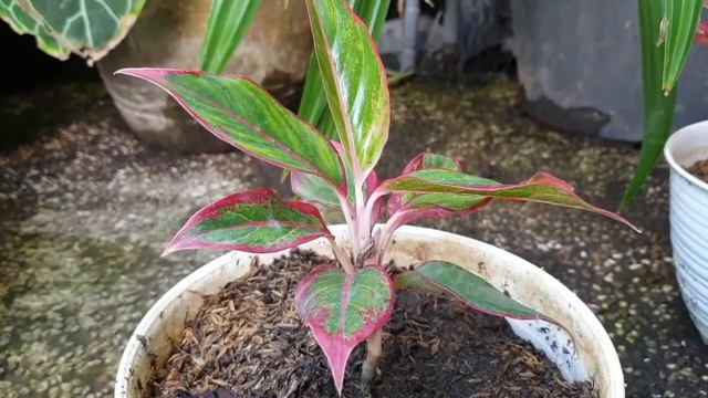Aglonema Red is Beautiful смотреть онлайн