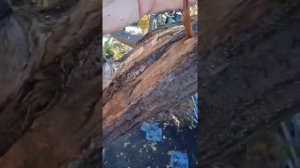 очистка поврежденной  коры яблонь
