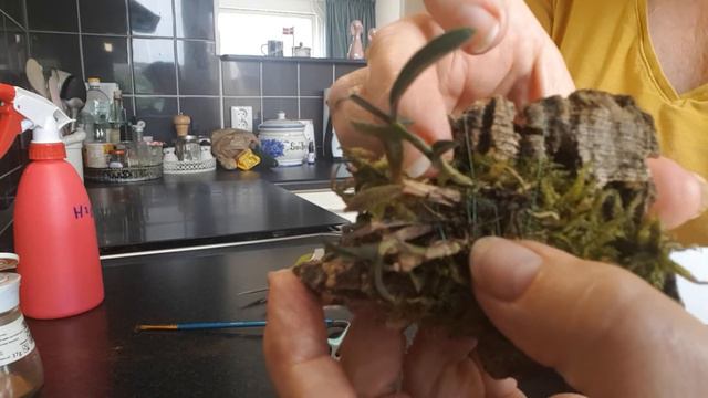 trying to save Dendrobium Cuthbertsonii смотреть онлайн