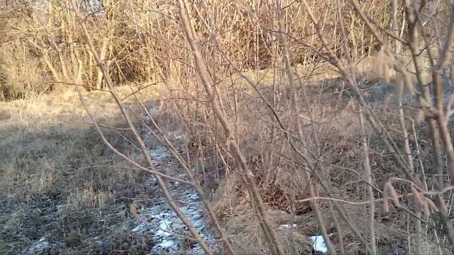 Фундук.Сад Фундука.Урожайные сорта.Перезимовка сада без ухода.Без полива!!!