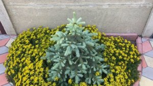 ЕЛЬ КЕЙБАБ в обрамлении очитка☘️Входная зона в конце мая