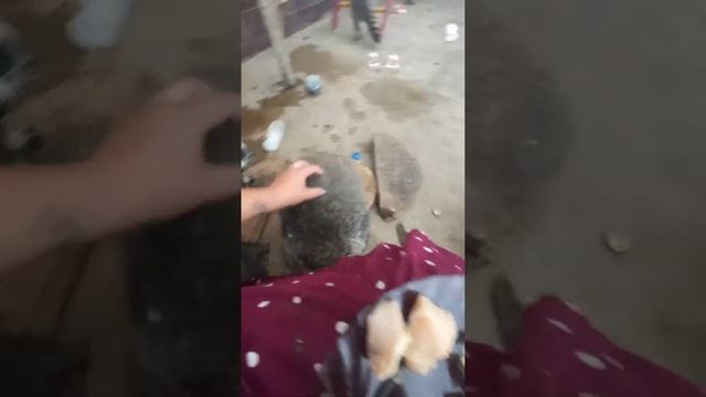 Енотики и носуха собрались на обед 2 смотреть онлайн