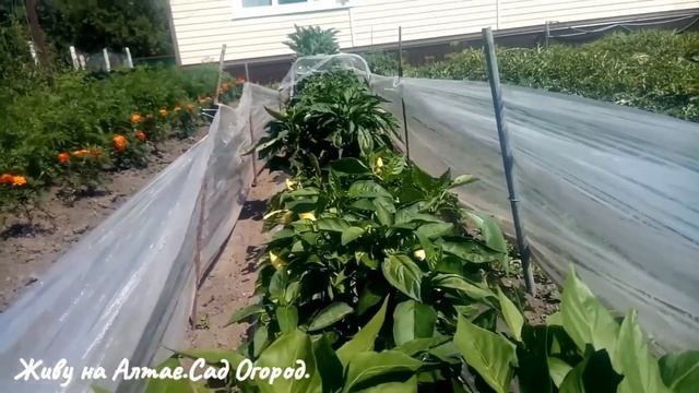 Стоит ли выращивать БАКЛАЖАНЫ на плёнке. Делаю выводы. Сложный огородный сезон. смотреть онлайн