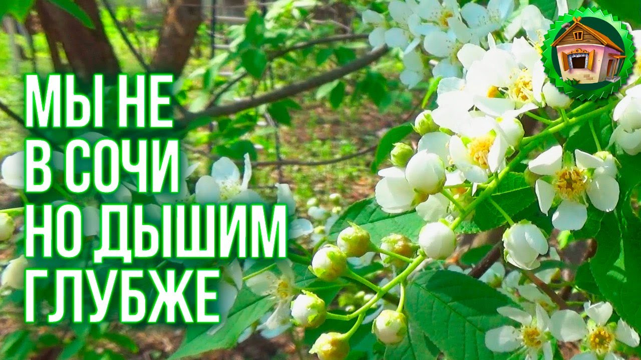 Как сделать шпалеры для малины. Супер Грядка для Пряных Трав. Дела Садовые. 78 серия смотреть онлайн