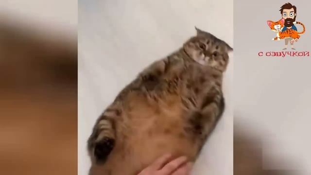 ПРИКОЛЫ С КОТАМИ! Самая смешная озвучка животных! Смешное видео с котами, котятами и собаками! смотреть онлайн