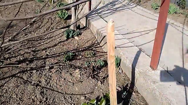 Молдова Мерень-бамбук.магнолия и др. смотреть онлайн