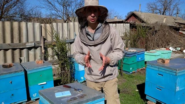 Звериные друзья и учителя