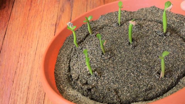 Como germinar semillas de Adenium 🌺✅ | Rosa del desierto desde semilla 🌱 смотреть онлайн