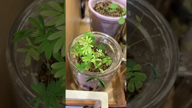 Удивительное растение! Мимоза стыдливая!!! смотреть онлайн