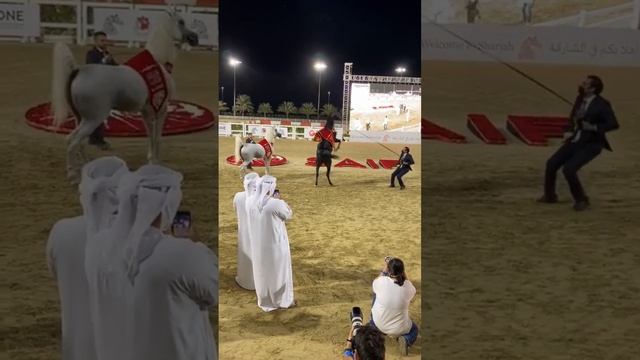 #лошади #арабская лошадь #арабский скакун Лошади арабской породы смотреть онлайн