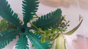 Богомол разведение содержание 1 день вылупились богомолы кладка номер 2 кормление