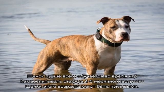 Как правильно воспитать стаффордширского терьера смотреть онлайн