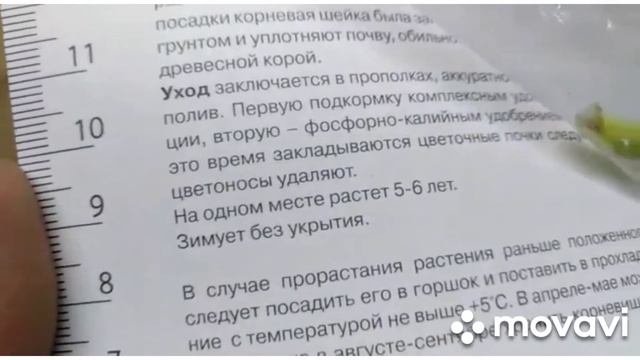Лилейник гибридный. У вас был такой? смотреть онлайн