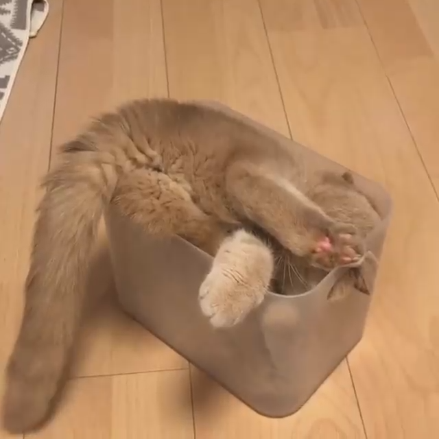 Кот пытается влезть в коробку смотреть онлайн