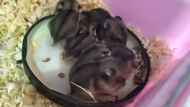 Хомяки хомЯчат 🐹🐹🐹🐹🐹 смотреть онлайн