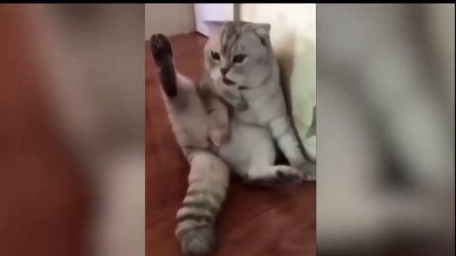 Где мои яйца (прикол с котом) смотреть онлайн